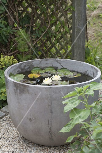 Grauer Wasserbottich Mit Nymphaea Bild Kaufen 12180909