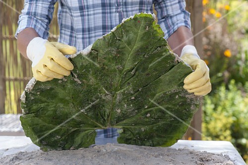 Trittsteine Fur Den Garten Selbermachen Bild Kaufen 12183213