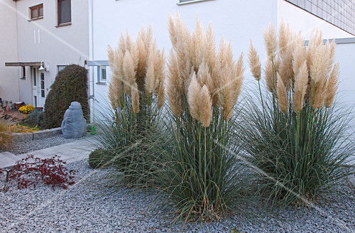 beet mit pampasgras, cortaderia selloana (pampasgras) im vorgarten in schotterbeet – bild, Design ideen