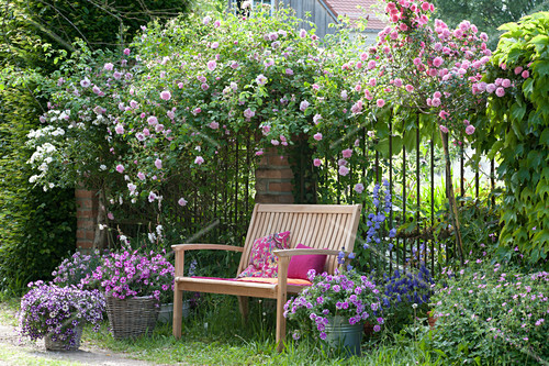 Schattiger Sitzplatz unter Kletterrose … – Bild kaufen ...