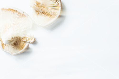 Fresh oyster mushrooms