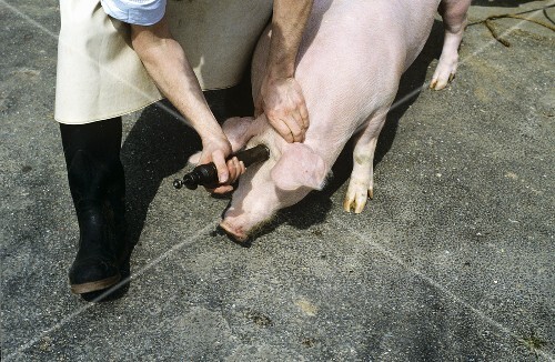 Schweineschlachtung Video Schweineschlachtung Video