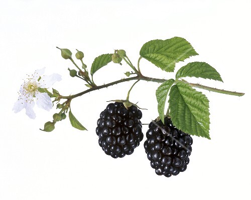 Ein Zweig Mit Zwei Reifen Brombeeren Bilder Kaufen 207097