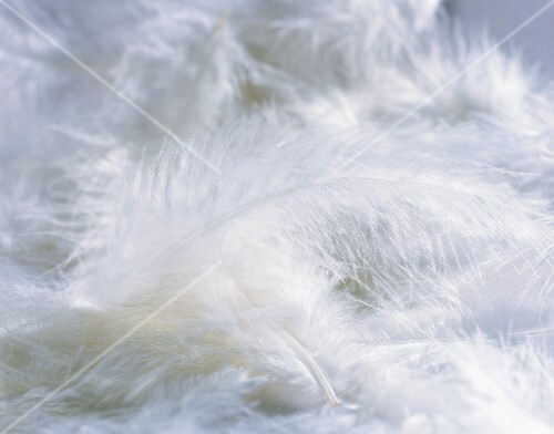 weiße Federn, bildfüllend – Bilder kaufen – 301873 StockFood