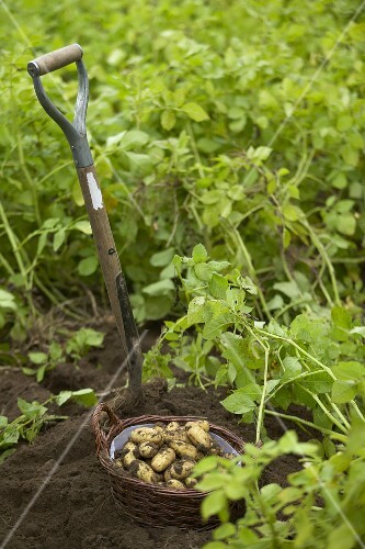 Kartoffeln Ernten Bilder Kaufen 441585 Stockfood